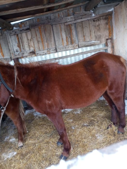 Продам кобылу с жеребёнком