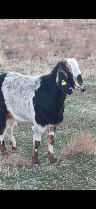 Коза битал пародалы ешкі сатылады