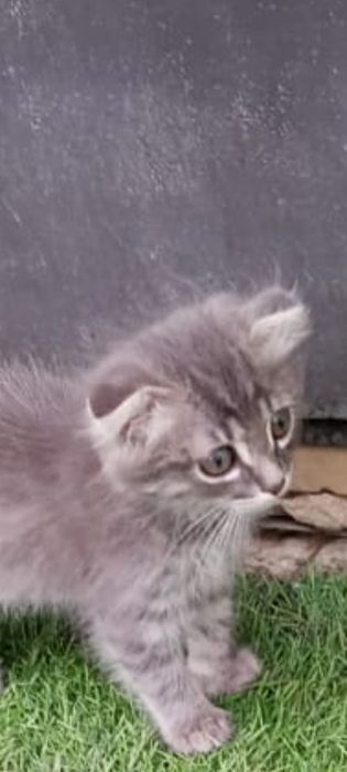 Отдам котёночка девочку в добрые руки.