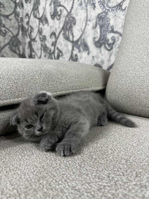 Британская кошка