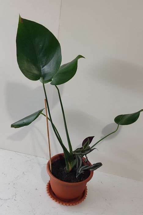 Монстера и алое-вера,сансевьерия