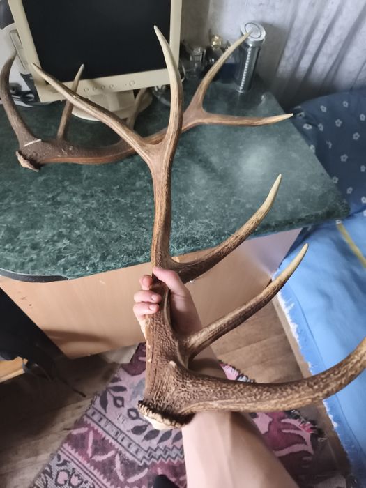 Vând coarne de cerb