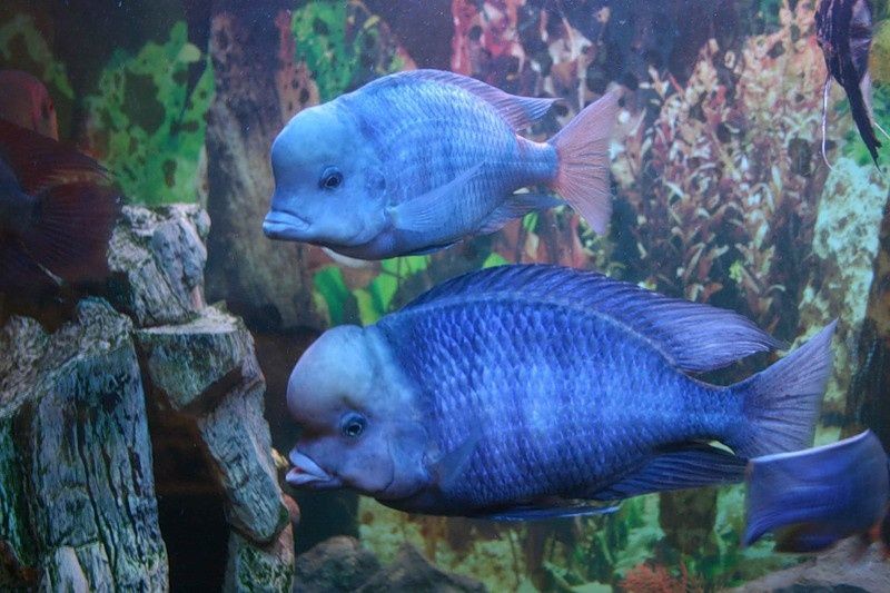 Голубой дельфин подростки