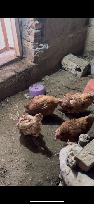 ломан браун 3000 тг