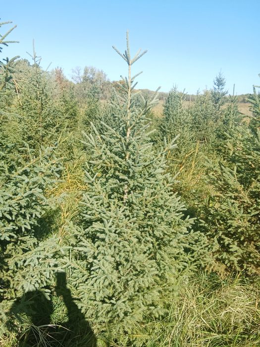 Ёлки европейские