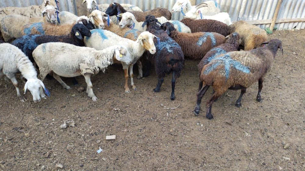 Тоқтылар сатылымда.