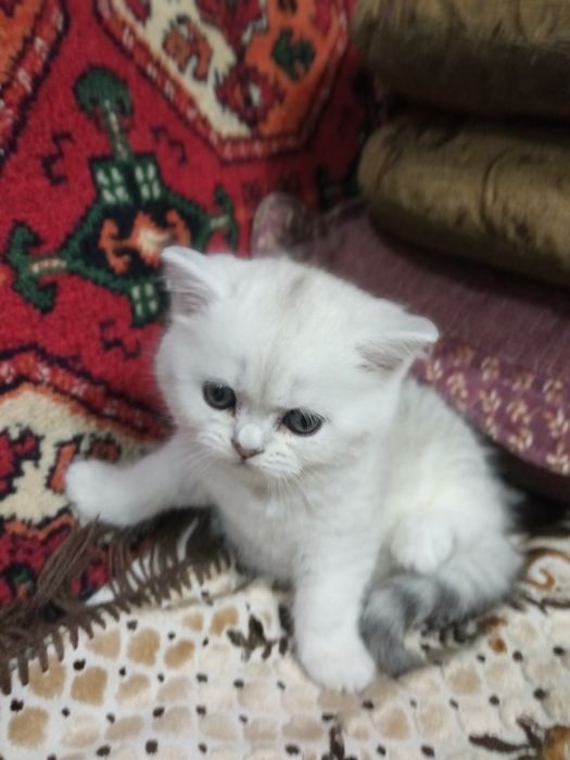 Британские серебристые шиншиллы