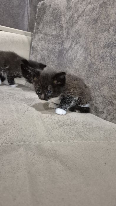 Отдам бесплатно котят