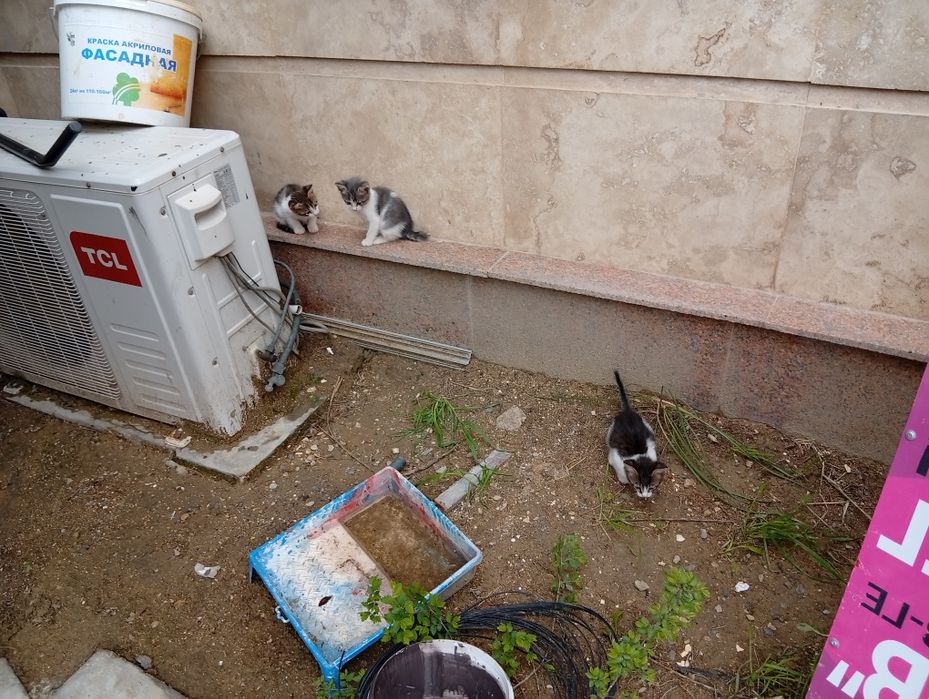 кому нужны котята?