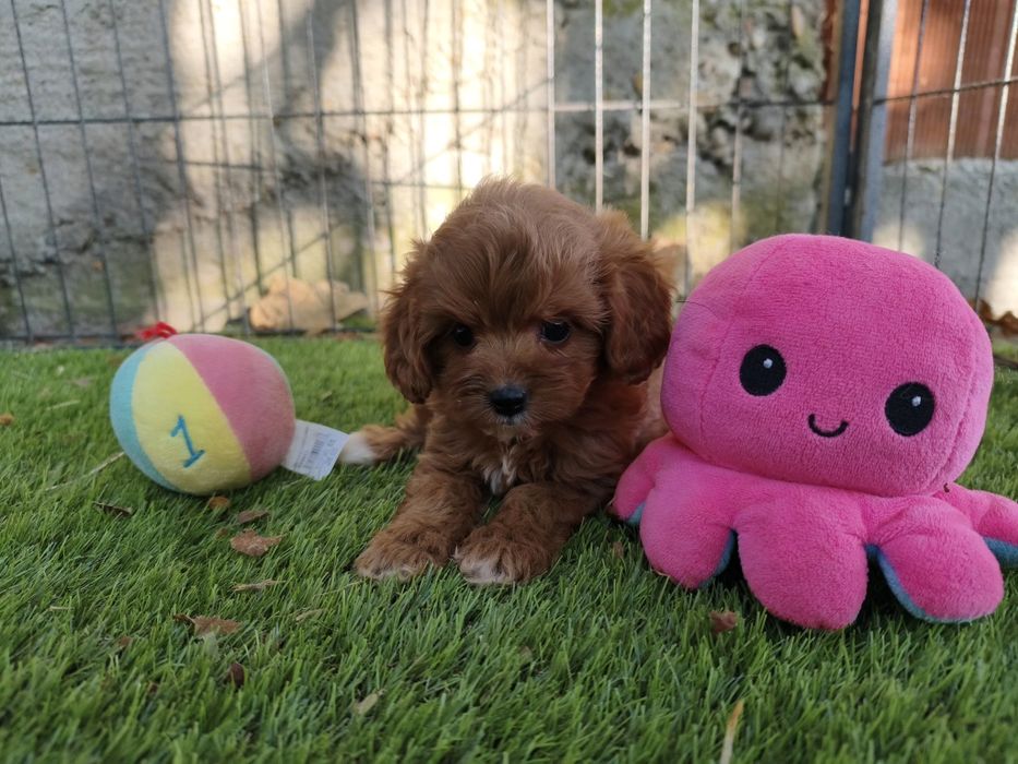 Vand baietel Cavapoo f1 rosu mini