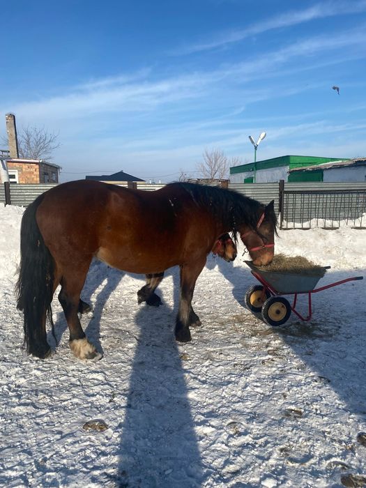 Продам кобылу на племя