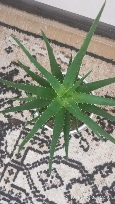 орхидеи и  алое в саксия