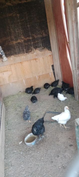 Сатуда балапандар бар