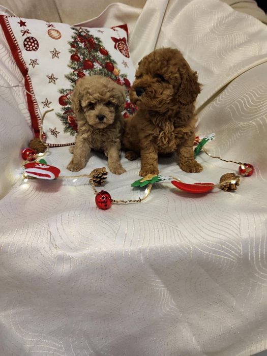 Toy puddle (6 кученца)