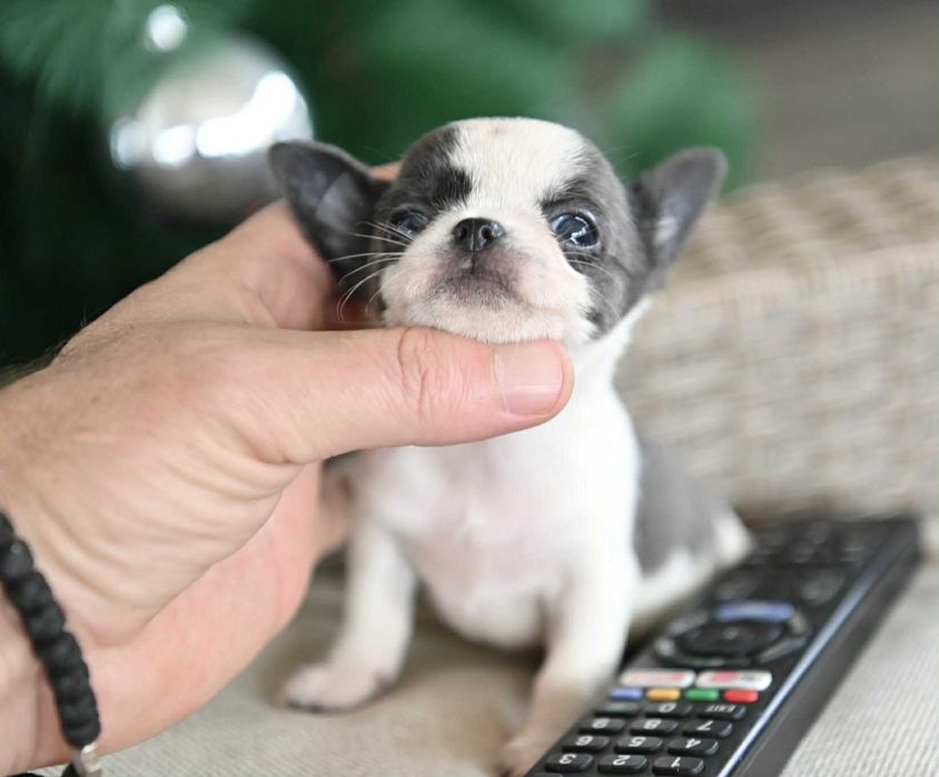 Женско мини чихуахуа бяло синьо