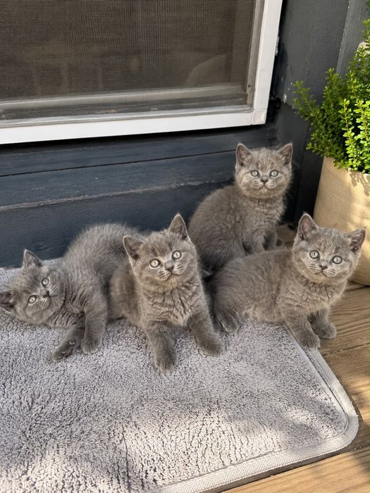 British Shorthair