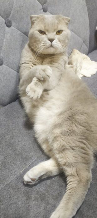 Потерялся кот в Яшнабадском районе. Помогите найти!