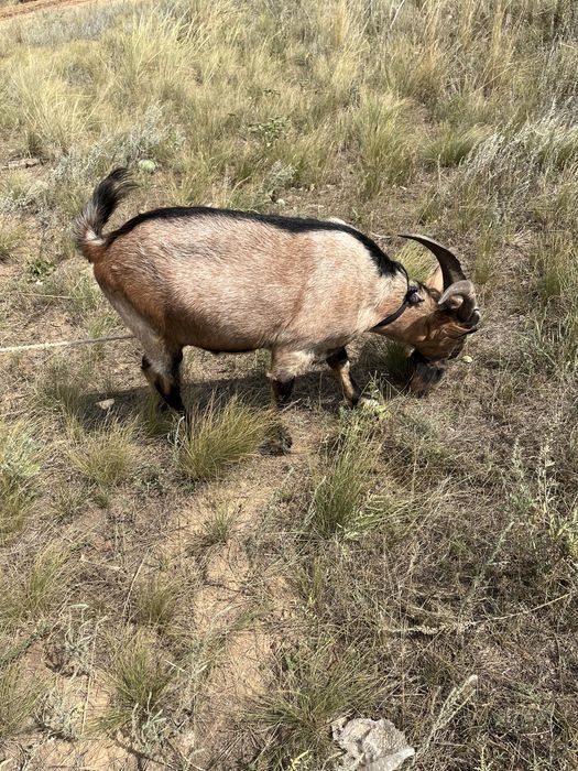 козел. теке