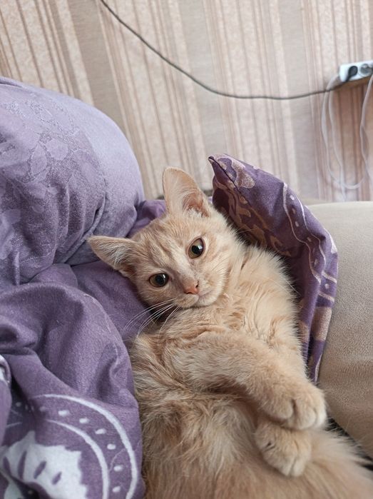 Отдаю котят в добрые руки