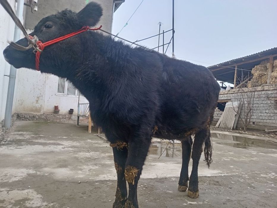 Продается Ангус телка