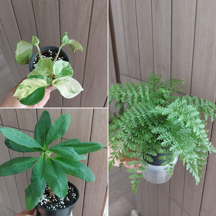 Цветы **р а з н ы е **цветы