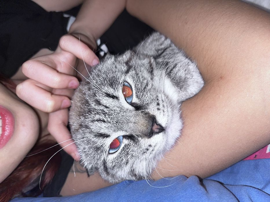 Вязка кота метис сиямского