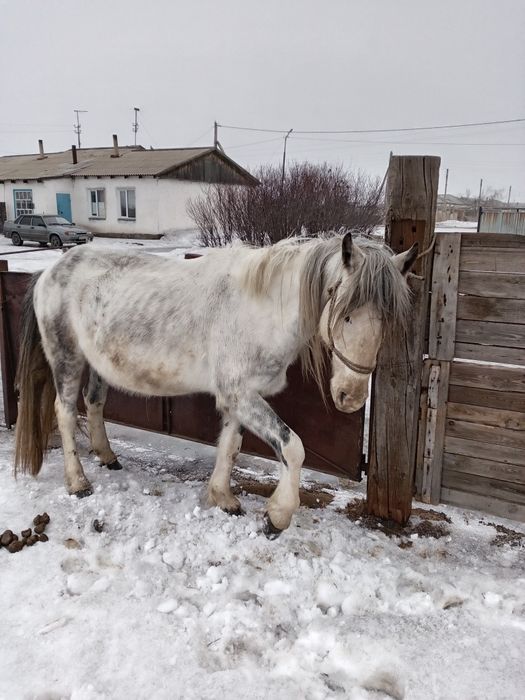 Продам или обменяю.