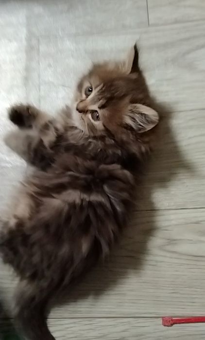 Шикарная девочка. Хайленд страйт.