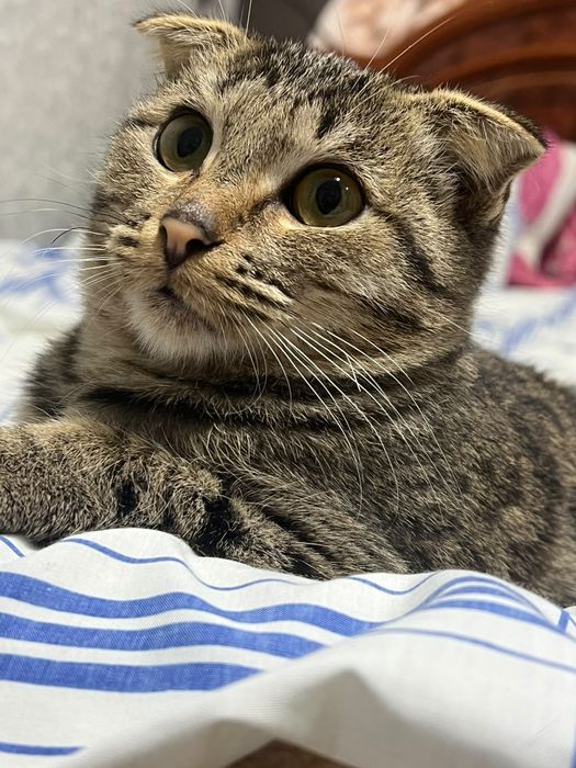 Отдам котёнка в хорошие руки