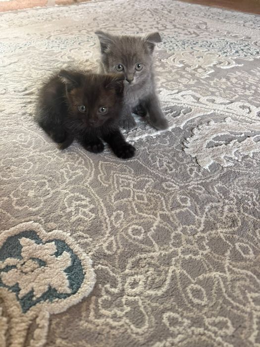 Отдам котят бесплатно