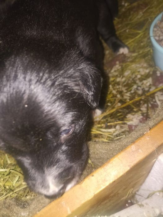 Щенята ищут дом!!!