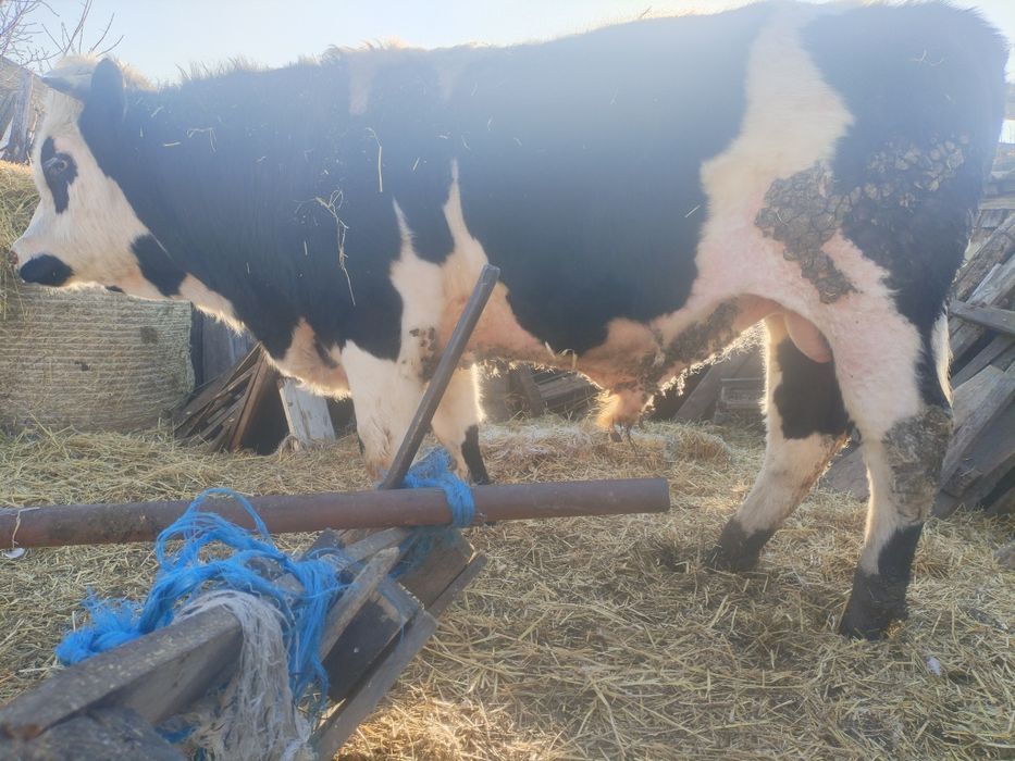 Продам быка на мясо