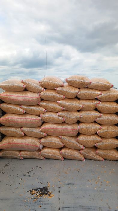 Vindem cereale  porumb 1 leu kg din campania 2025