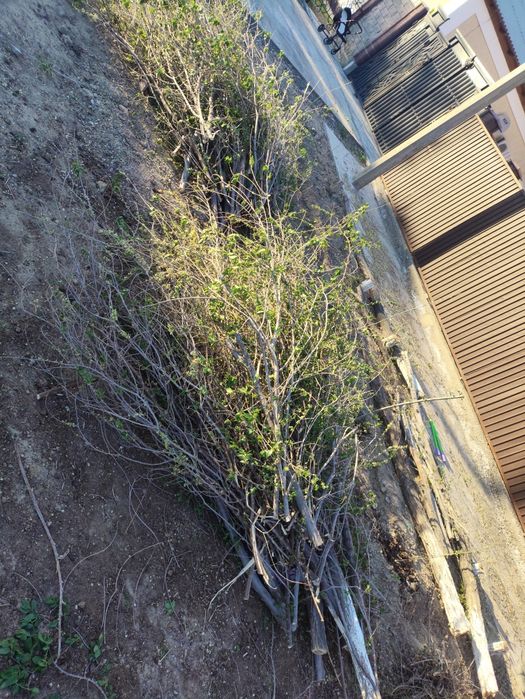 Отын ағаштар, қара тал