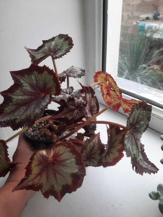 Комнатные цветы разные