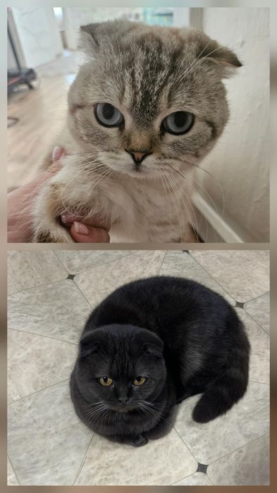 Продам милых котят