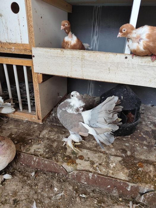 Voltat indian talie mare