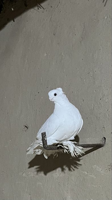 Кептерлер бар таза