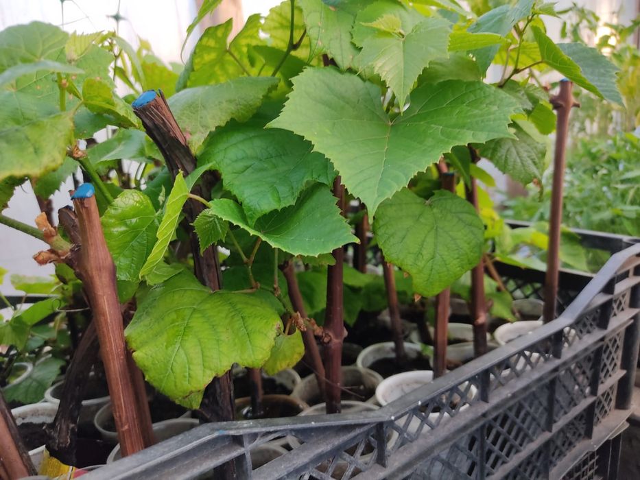 Укорененные черенки винограда