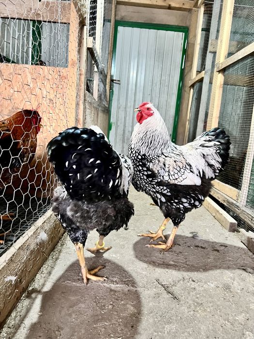 TOP Oua incubat Wyandotte Argintiu Trimit prin curier in toata tara