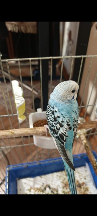 Попугай срочно продаю!