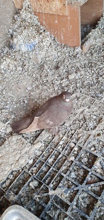 Голуби бойные разных мастей