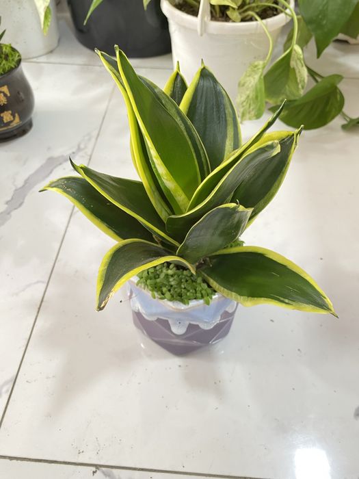 Цветы для дома и офиса. В скидочных ценах