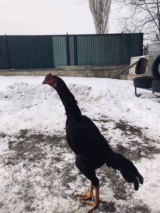 Продам дакана черны 9 месецев очень хорошй