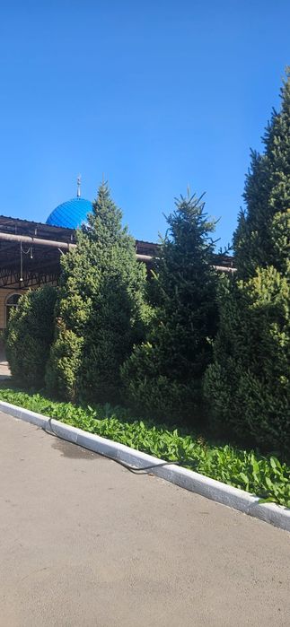 Елка, елки, ель, шырша