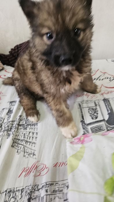 Отдам щенка в добрые руки