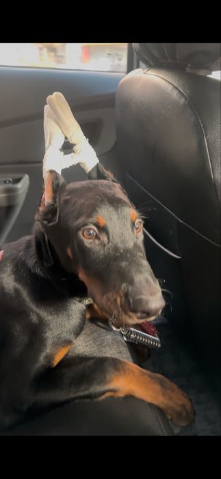 Доберман 4 месяца