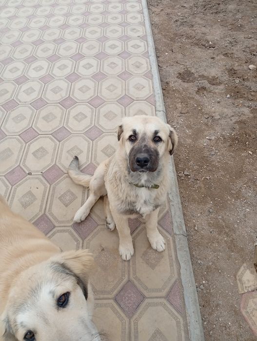 Собаки в добрые руки