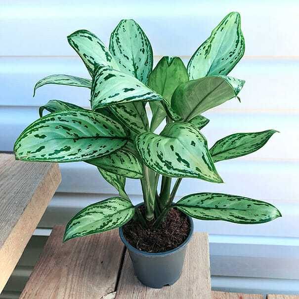 Аглаонема - комнатный цветок