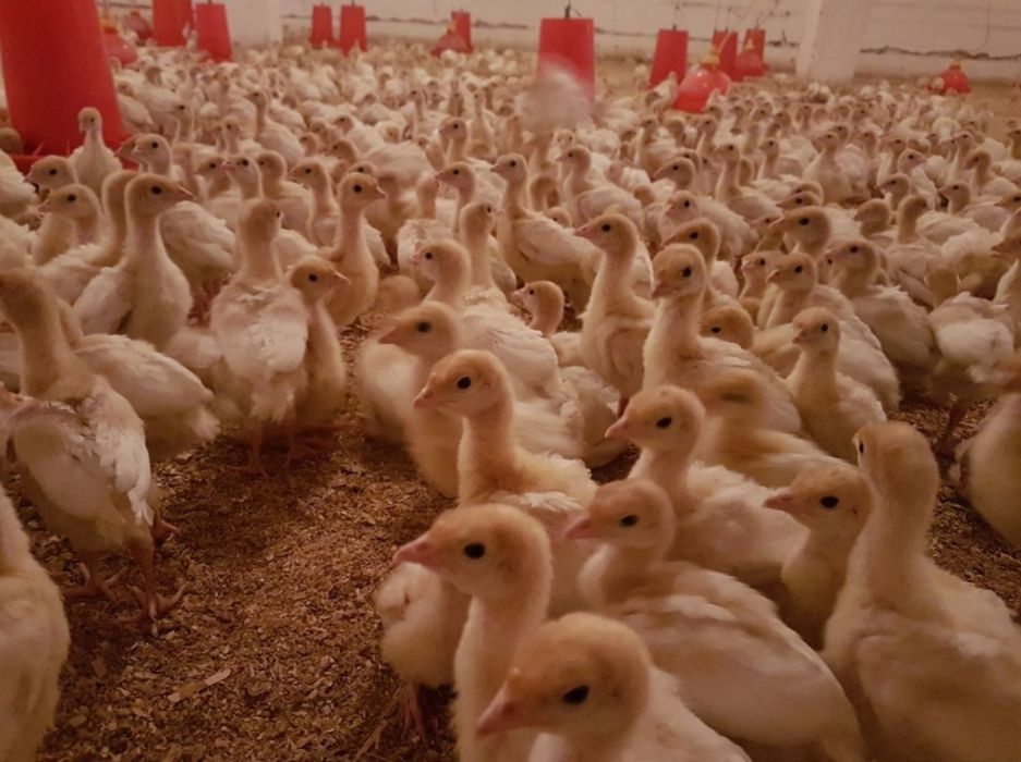 Big6 kurka joʻjalar optom narhda shoshiling mavsum boshlandi